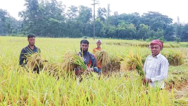 উৎপাদন খরচ বাড়লেও মেলেনি ধানের ন্যায্যমূল্য, লোকসানের মুখে নীলফামারীর ডিমলার বোরো চাষিরা