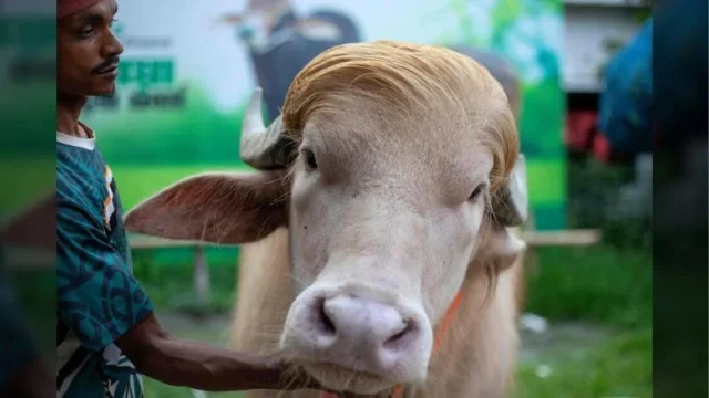 ডোনাল্ড ট্রাম্প নামের মহিষ
