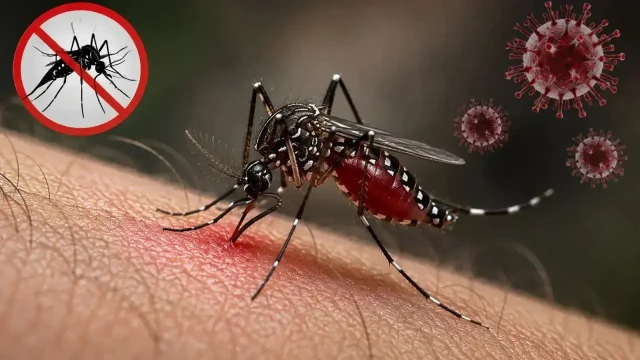 অক্টোবরে ৭ দিনেই ডেঙ্গুতে ৪৯ মৃত্যু, হাসপাতালে ভর্তি প্রায় ২ হাজার