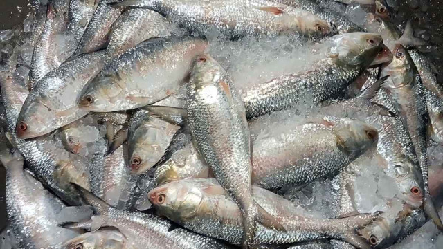 প্রথমবার ইলিশ আমদানি ভারত থেকে