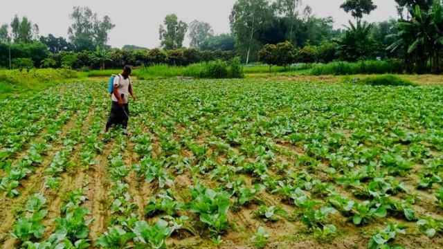 দিনাজপুরের ফুলবাড়ী উপজেলায় আগাম শীতকালীন সবজি চাষে ব্যস্ত সময় পার করছেন