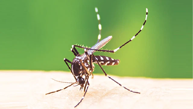 জুলাইয়ে ডেঙ্গুতে সর্বোচ্চ প্রাণহানি, এক মাসেই মৃত্যু ৩৬