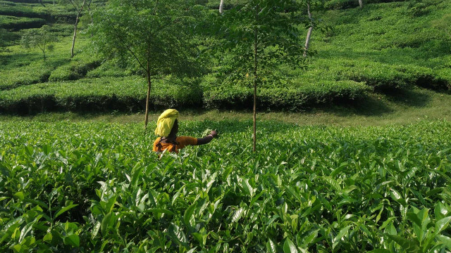 চা শিল্পের সংকট মোকাবিলায় সরকারের নতুন কমিটি