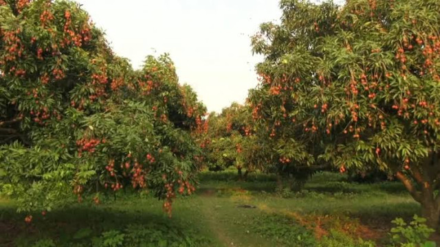 উন্মুক্ত বাগানে বিনা পয়সায় লিচু খাওয়ার সুযোগ, পাবনায় কৃষিবিদের বিরল দৃষ্টান্ত
