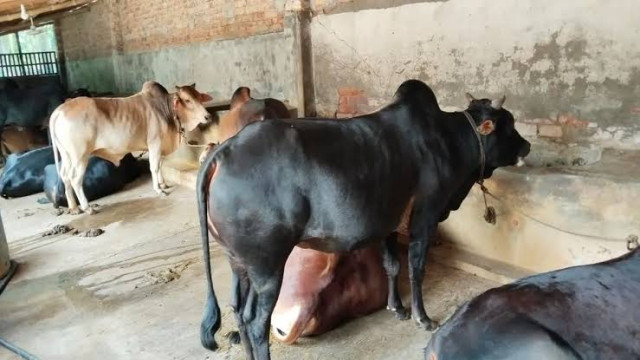 সাতক্ষীরার ‘গরুগ্রাম’ ভালুকা চাঁদপুরে ক্রেতাদের ভিড়, অনন্য সেবায় আকৃষ্ট ক্রেতারা