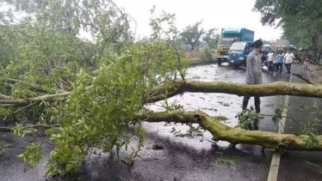 ঢাকা-চট্টগ্রাম মহাসড়কের মুন্সীগঞ্জের গজারিয়া অংশে কালবৈশাখী ঝড়ে একাধিক স্থানে গাছ