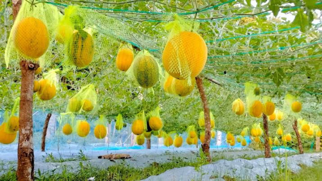 অসময়ে মাচায় ঝুলছে হলুদ-সবুজ তরমুজ, মাগুরায় তরুণ উদ্যোক্তার নজরকাড়া সাফল্য