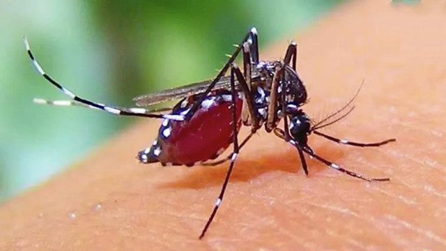 ডেঙ্গুতে একদিনে ৯ মৃত্যু, নতুন আক্রান্ত ১ হাজার ৯০২