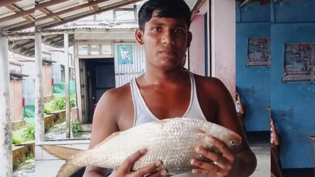 ভোলার মনপুরায় মেঘনা নদীতে জেলের জালে ধরা পড়েছে প্রায় দুই কেজি ওজনের একটি বড় ইলিশ।